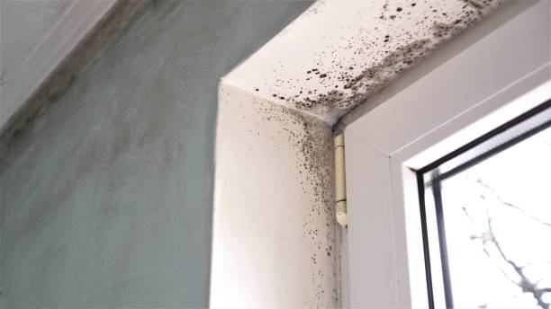 Professional Mold Removal in Portland, TN